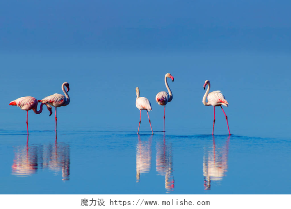 蓝色天空下的蓝色大海上的火烈鸟野生非洲鸟。在阳光灿烂的日子里，成群的粉红非洲火烈鸟在蓝色的泻湖上漫步